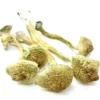 African Transkei Mushroom