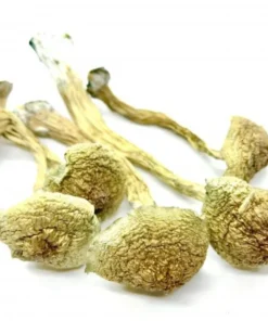 African Transkei Mushroom