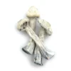 Albino Avery Mushroom