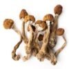 Blue Angels Magic Mushrooms