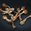 Blue Meanie Magic Mushrooms