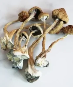 Mushrooms