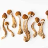Buy Magic Mushrooms Worcester