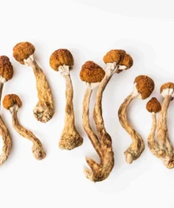 Buy Magic Mushrooms Worcester