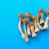 Cambodian Mushrooms
