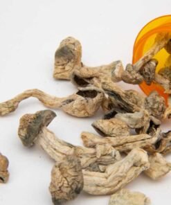 Ecuadorian Magic Mushroom