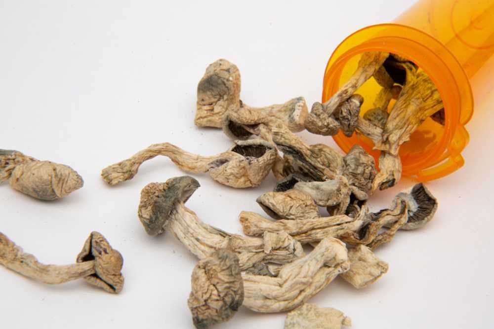 Ecuadorian Magic Mushroom