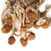 Golden Teacher Magic Mushrooms