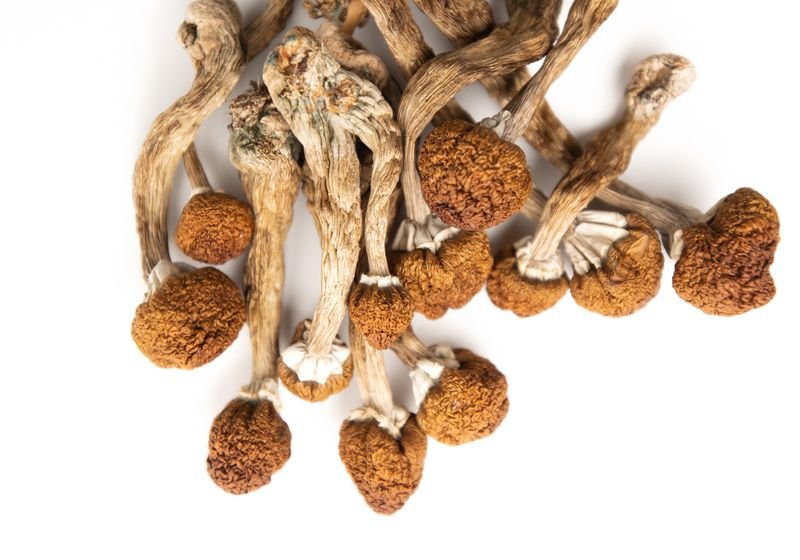Golden Teacher Magic Mushrooms