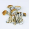 Huatla Magic Mushrooms