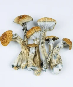 Huatla Magic Mushrooms