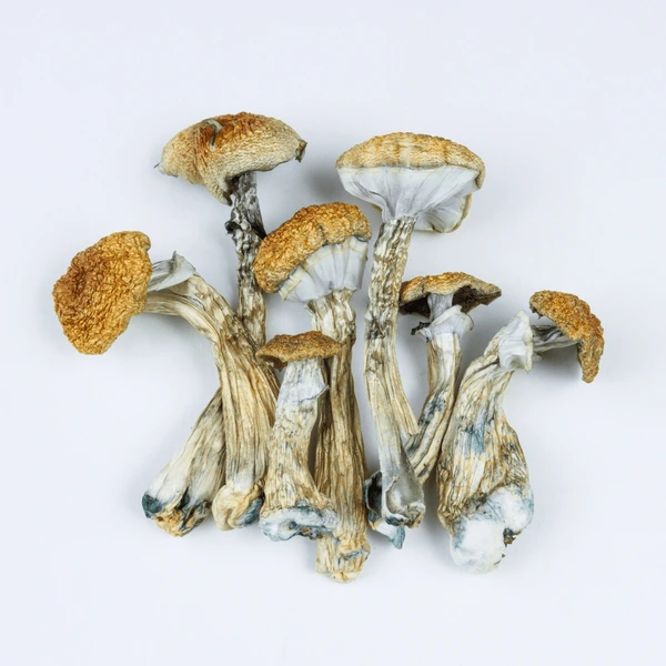 Huatla Magic Mushrooms