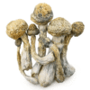 Malabar Coast Magic Mushrooms