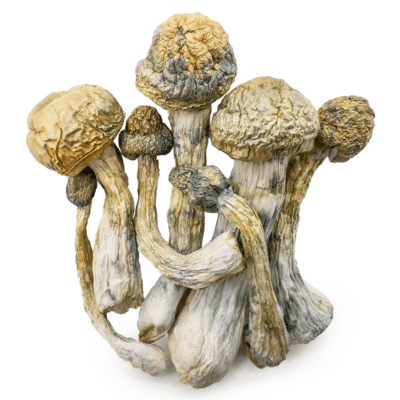 Malabar Coast Magic Mushrooms