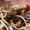 Melmac Magic Mushroom