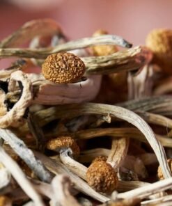 Melmac Magic Mushroom
