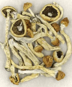 Buy Magic Mushrooms Liverpool