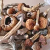 Aztec Gods Magic Mushroom