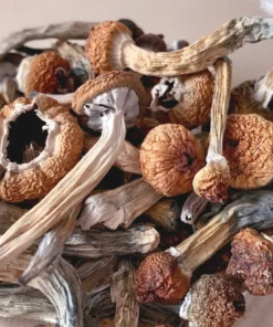 Aztec Gods Magic Mushroom
