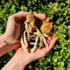 Puerto Rican Magic Mushrooms