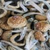 Purple Mystic Magic Mushrooms