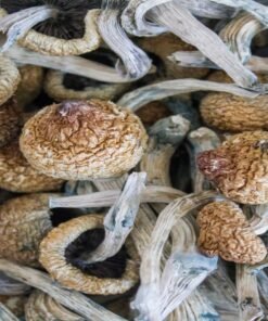Purple Mystic Magic Mushrooms