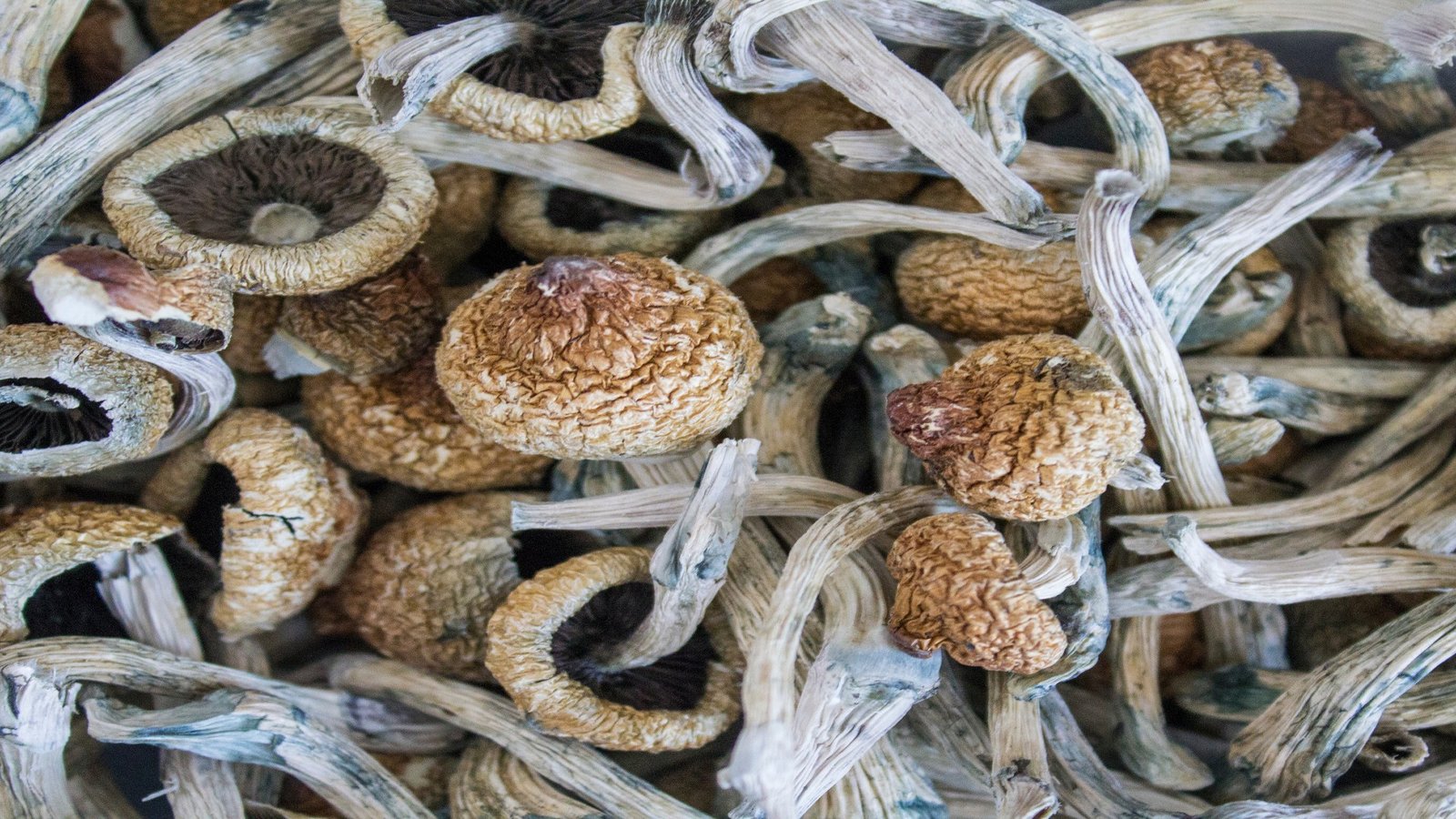 Purple Mystic Magic Mushrooms