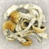 Space Coast Magic Mushrooms