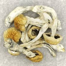 Space Coast Magic Mushrooms
