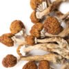 psy mushroom in UK