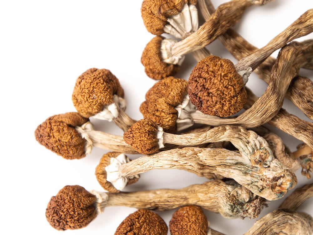 psy mushroom in UK
