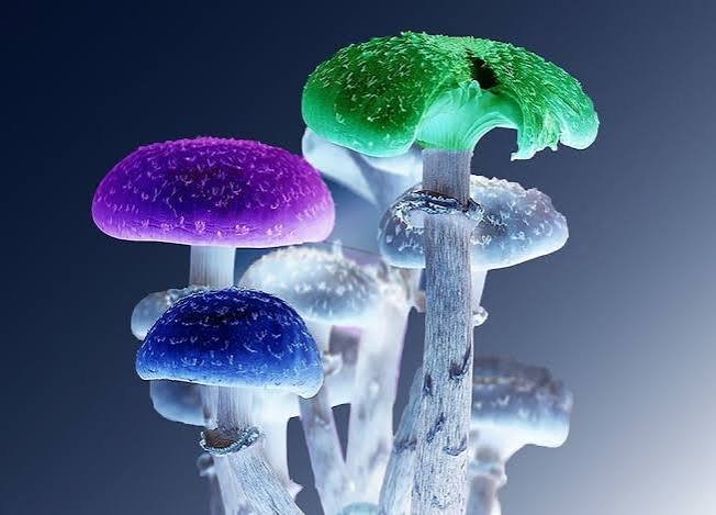 magic mushroom chocolate uk