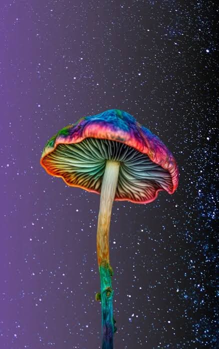Magic Mushies UK