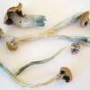 Costa Rican Magic Mushrooms