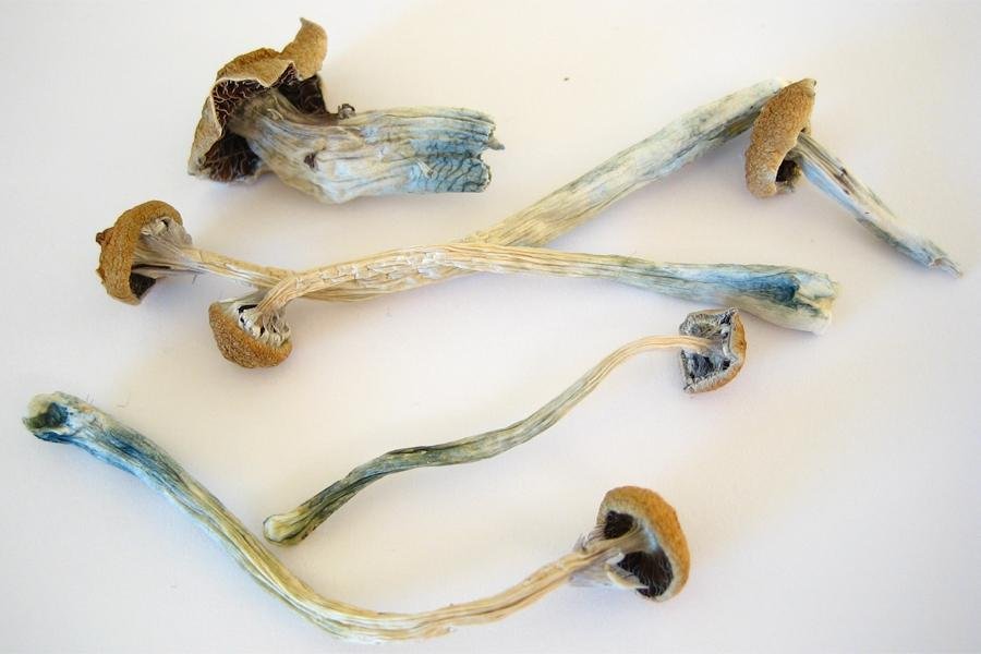 Costa Rican Magic Mushrooms